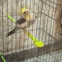 عروس هلندی نر