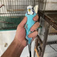مرغ عشق انگلیسی نر تک گرید B