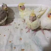 جوجه عروس هلندی