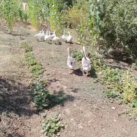 قاز یک ساله