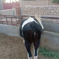 تلیسه درچه یک عالی