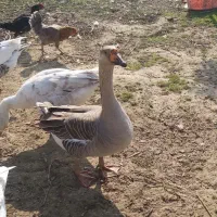 جوجه اردک اسراییلی،قوغاز