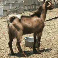 کهره نر