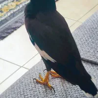 فروش مرغ مینا سخنگو