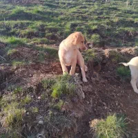 توله دوماه پژدر