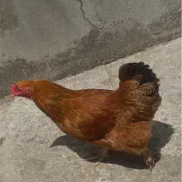 تعدادی مرغ و خروس
