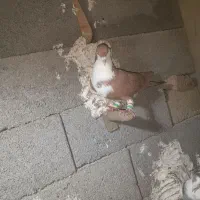 ساده ریش نر