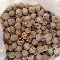 گردو با کیفیت تضمینی