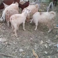کهرع نر