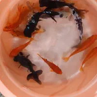 ماهی قرمز حراج