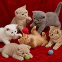 پایینتر از همکاران/ گربه های لوکس فانتزی آپارتمانی