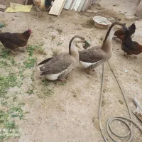 قوغاز