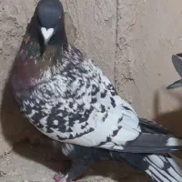 کبوتر|پرنده|مرودشت, دولت آباد|دیوار