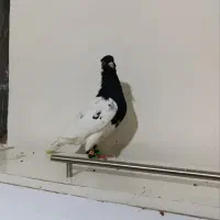 کله‌سیاه‌نر