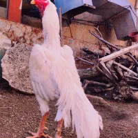 تخم مرغ اوشامو
