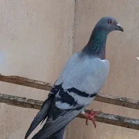 کبوتر