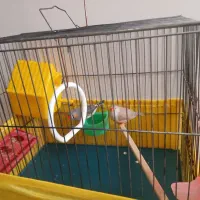 یک جفت فنچ مست.مست