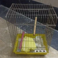 قفس پرنده طوطی ، عروس هلندی
