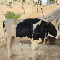 گاو و شنگل خونگی سرحال