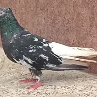 کبوتر آس دم سفید