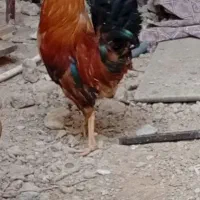 مرغ خروس