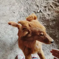 سلام خسته نباشید جسی ۳ساله شناسنامه دار حرف گوش کن