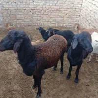 گوسفند نر