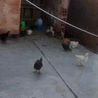 اسفراین
