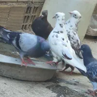۲۰عدد برای فروش