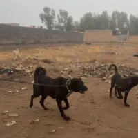 سگ سرابی ماده درجه یک شکم طلا