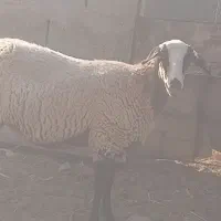 بره لاکن