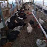 جوجه مرغ و خروس گلپایگانی