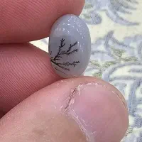 شجر زیبای بنام علی