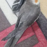 عروس هلندی گمشده