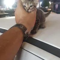 واگذاری بچه گربه خونگی