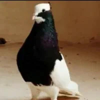 قوره ای