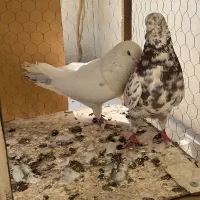 کفتر