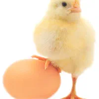 جوجه پرنده خاص