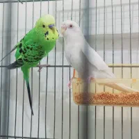جفت مرغ عشق مولد و کارداده