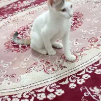 واگذاری گربه