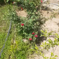 باغ سند دار دارای اب برق