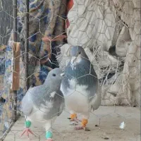 بدرنگ کبود نر سوسنی ماده