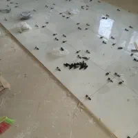 (پیمانکاری)وبنایی عبدی