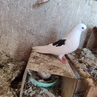 دوبالی اهوازی کاکلی. ماده آلمانی. نوک کوتاه