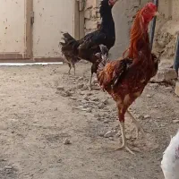 مرغ و خروس