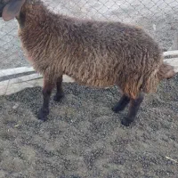 بره نر