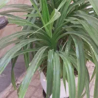 گل پاندانوس بزرگ و سرحال