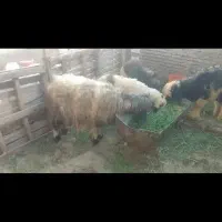 میش