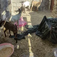 نری شهری چاق