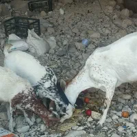 بز و دو تا کهره